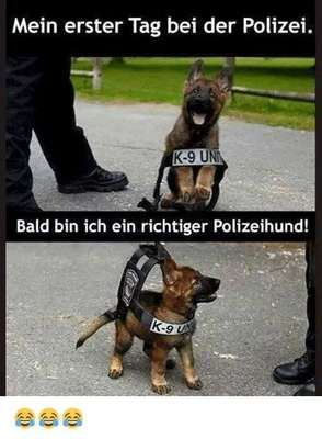 Hunde Memes-Beitrag-Bild