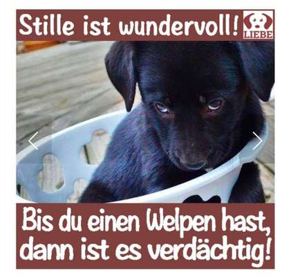 Hunde Memes-Beitrag-Bild