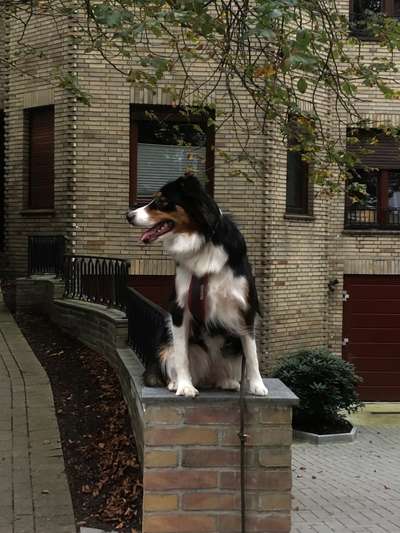 Hundetreffen-Souveräner Hundekontakt-Bild