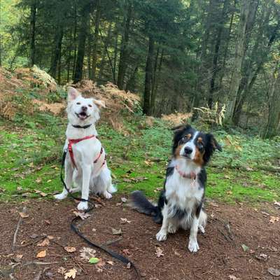 Hundetreffen-Socialwalk-Bild