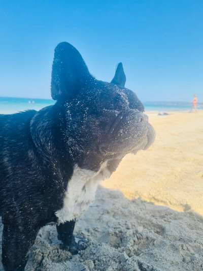 Französische Bulldoggen-Beitrag-Bild