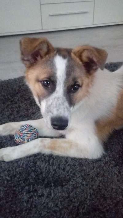 Welpen Bilder !-Beitrag-Bild