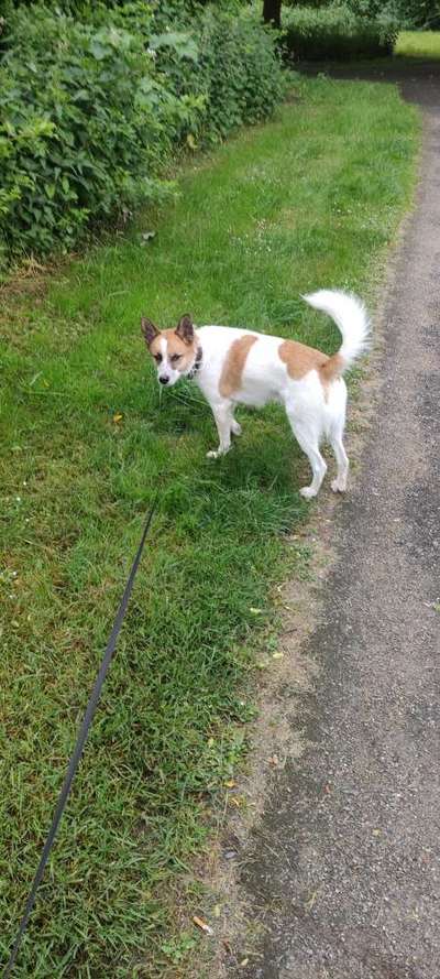 Wie heißt dein Hund?-Beitrag-Bild