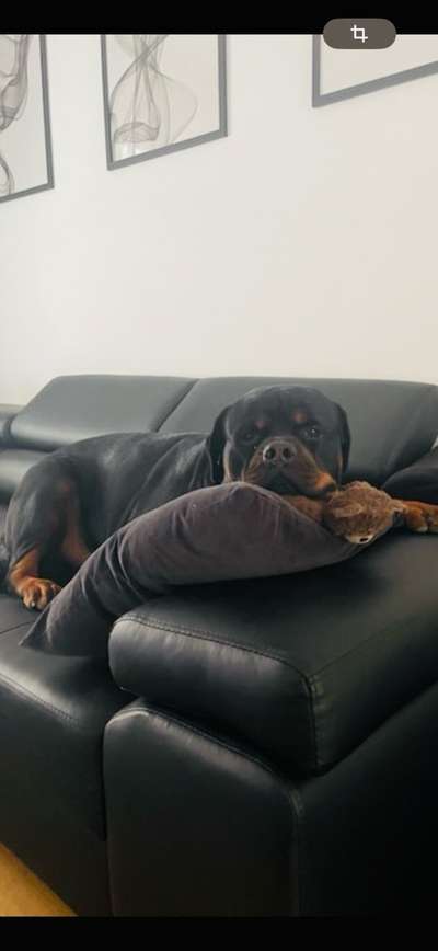 Hundetreffen-Spielkumpel/inne Gesucht-Bild