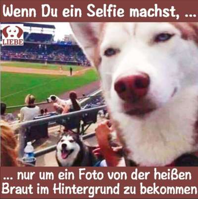 Hunde Memes-Beitrag-Bild