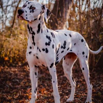 Hundetreffen-Gemeinsamer Walk  + Foto-Shooting-Bild