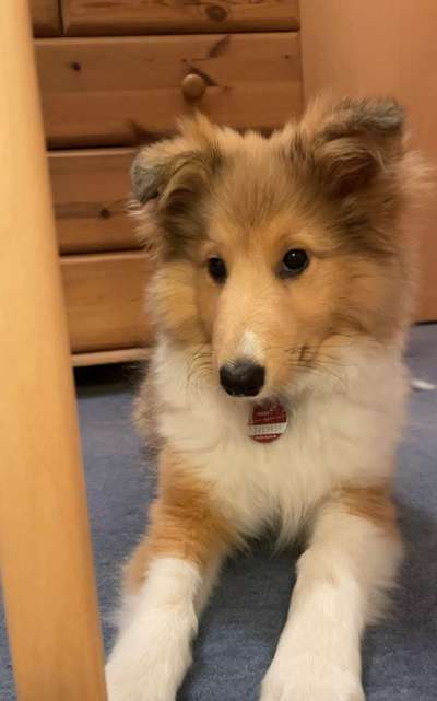 Shelties-Beitrag-Bild