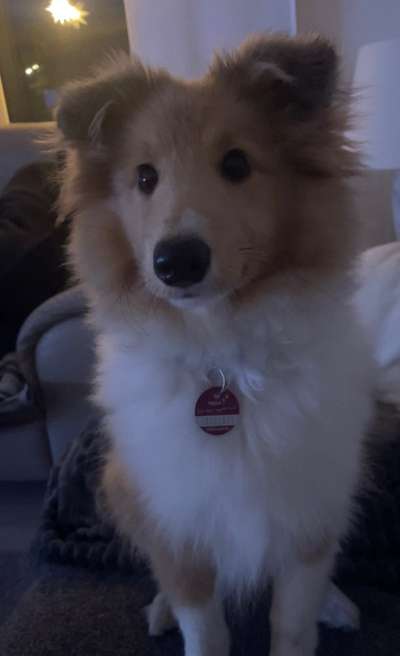 Collies gesucht-Beitrag-Bild