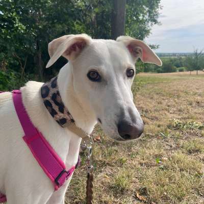 Hundetreffen-gemeinsame Gassirunde-Bild