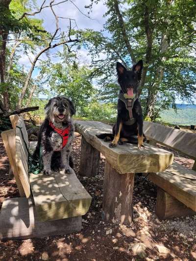 Dogorama Photo Challenge - Mein Holz und ich-Beitrag-Bild