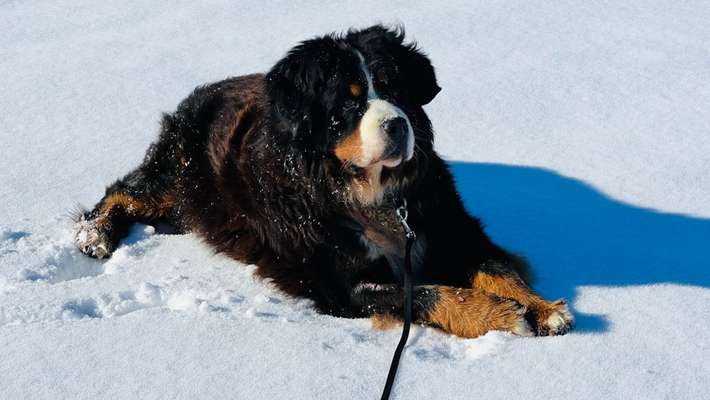 Berner Sennen-Beitrag-Bild