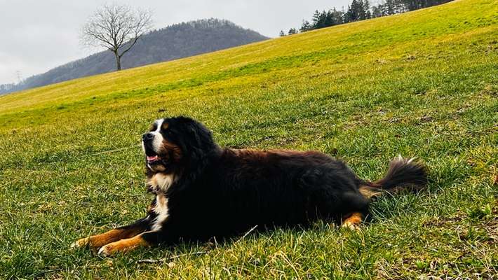 Berner Sennen-Beitrag-Bild