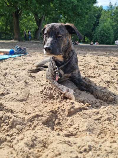 Hundetreffen-Suchen regelmäßige Spielfreunde die wir mit Garten besuchen können.-Bild