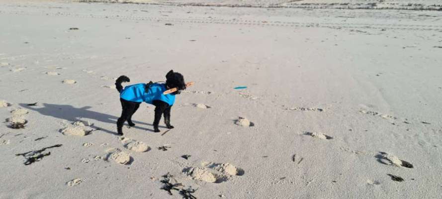 Dogorama Photo Challenge - Tierischer Urlaub-Beitrag-Bild