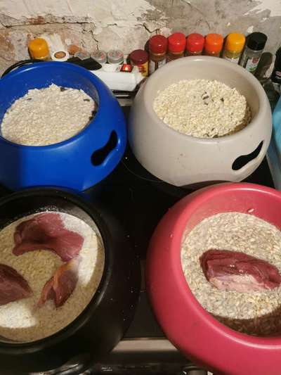 Zeigt eure Näpfe-Beitrag-Bild