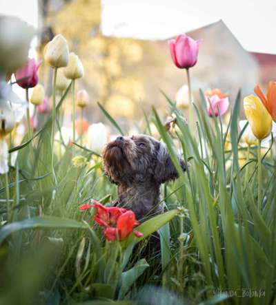Die Dogorama Monats Challenge "Es grünt und blüht"-Beitrag-Bild