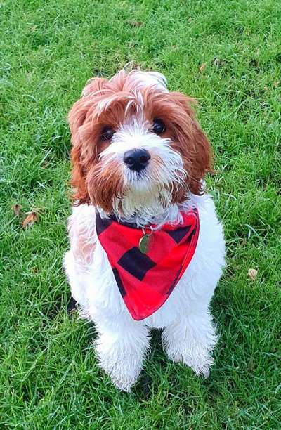 Dogorama Photo Challenge - Hundeblick zum hinschmelzen-Beitrag-Bild