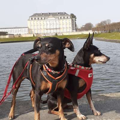 Hundetreffen-Gassirunde-Bild