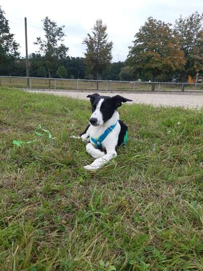 Hund aus dem Spanischen Tierschutz-Beitrag-Bild