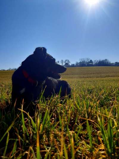 Hund aus dem Spanischen Tierschutz-Beitrag-Bild