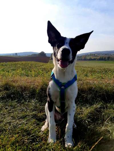 Hund aus dem Spanischen Tierschutz-Beitrag-Bild