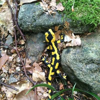 Der allerbeste Urlaub für Hund und Mensch-Beitrag-Bild