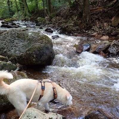 Der allerbeste Urlaub für Hund und Mensch-Beitrag-Bild