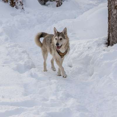 Winterurlaub mit kleine Hunden (Pomeranian)-Beitrag-Bild