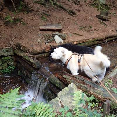 Der allerbeste Urlaub für Hund und Mensch-Beitrag-Bild