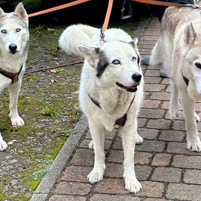 Mit oder ohne Unterfell?-Beitrag-Bild