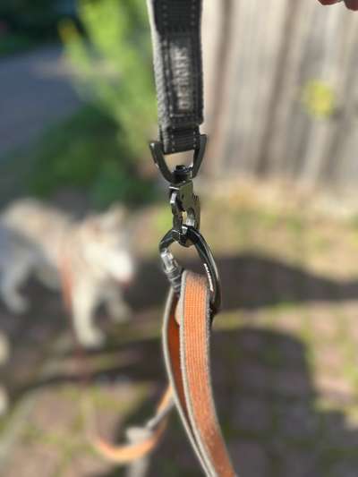 Zwei Hunde Leine-Beitrag-Bild