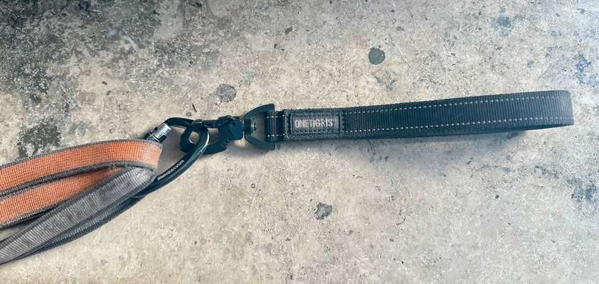 Zwei Hunde Leine-Beitrag-Bild