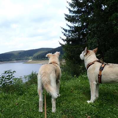 Der allerbeste Urlaub für Hund und Mensch-Beitrag-Bild