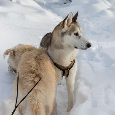 Winterurlaub mit kleine Hunden (Pomeranian)-Beitrag-Bild