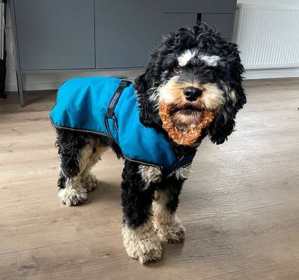 Mischlingshunde Foto Aufruf-Beitrag-Bild