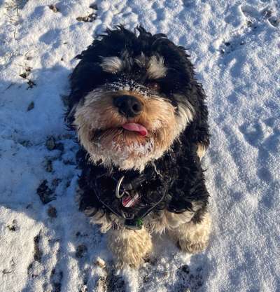 Fotochallenge Nr. 59 - Mein Hund zeigt die Zunge-Beitrag-Bild