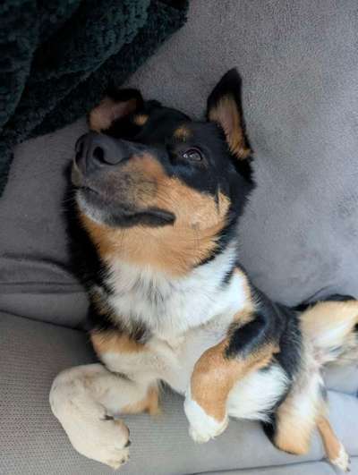 Hundetreffen-Spiel- und Gassirunde-Bild