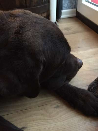 Zeigt mir die tollste Nahaufnahme von eurer Fellnase-Beitrag-Bild