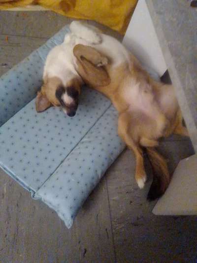 Dogorama Photo Challenge - Wälzen-Beitrag-Bild