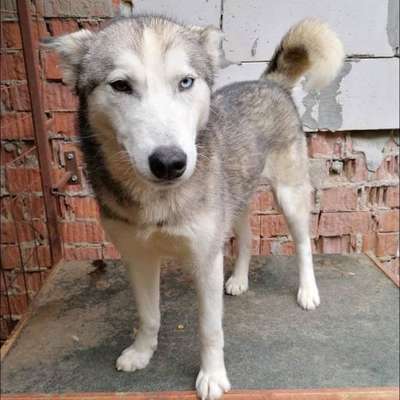 Welpen Bilder !-Beitrag-Bild