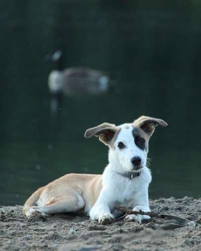 Welpen Bilder !-Beitrag-Bild