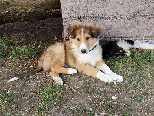Langhaar Collies-Beitrag-Bild