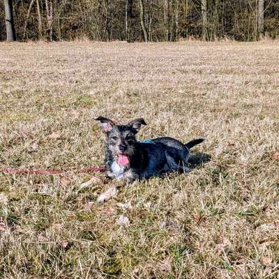 Hundetreffen-Positives Hundetraining und -treffen-Bild