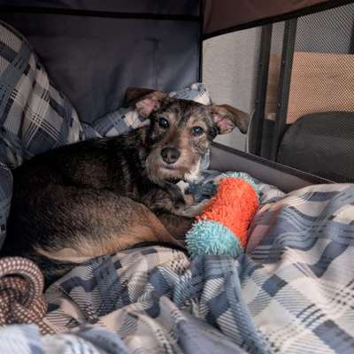 Hundetreffen-Positives Hundetraining und -treffen-Bild