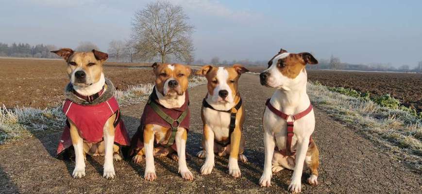 American Stafford Besitzer-Beitrag-Bild