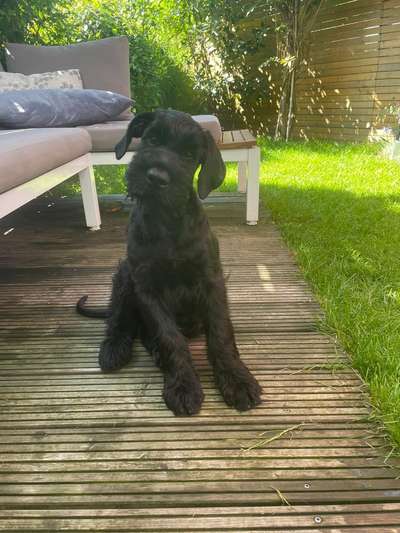 Wo sind die Riesenschnauzer?-Beitrag-Bild