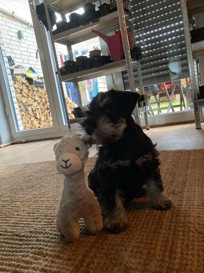 Zwergschnauzer gesucht-Beitrag-Bild