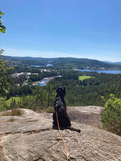 Wo sind die Riesenschnauzer?-Beitrag-Bild