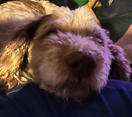 Zeigt mir die tollste Nahaufnahme von eurer Fellnase-Beitrag-Bild