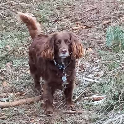 Hundetreffen-Immer wieder gerne